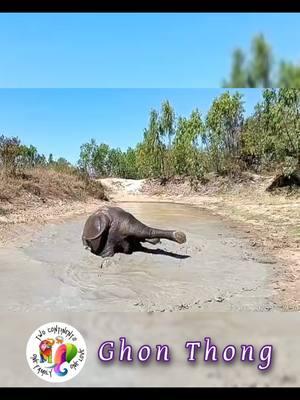 Happy Muddy Monday, GG Family 💦🐘🤎 Hope your week has started of with a splash! Many ways to support this gentle one, as well as many others 👇 All links in our bio  https://linktr.ee/GentleGiantsElephants #GGFamily #gentlegiants #newweek #elephant #MuddyMonday #powerup 