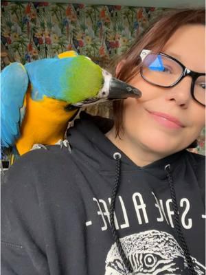 Macaw kisses make it worth it 💙💛 #macaws #birdsoftiktok #blueandgoldmacaw @🦜T&A Parrot Rescue 🦜 