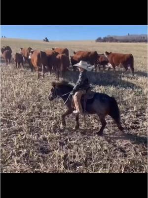 Oakley is ready to do whatever your little cowpoke desires! 𝕆𝕒𝕜𝕝𝕖𝕪 is the 38” pony mare that can do it all! Ranch, Trails, Drives (single or double) and at the perfect age of 10, she’s seen the sights and is as safe as can be. Her blue roan color is flashy in the winter AND the summer! Give her time off and she rides just the same when you go out again. She is a great listener to her rider and will ride out alone to wrangle up the cattle, or head down the trail in a group. You won’t have to worry about your little rider when they have a trusty mount like Oakley to adventure on. 𝘓𝘰𝘤𝘢𝘵𝘦𝘥 𝘪𝘯 𝘙𝘪𝘨𝘣𝘺, 𝘐𝘋. 𝘽𝙞𝙙𝙙𝙞𝙣𝙜 𝙚𝙣𝙙𝙨 𝙏𝙪𝙚𝙨𝙙𝙖𝙮 1/28 𝙖𝙩 7:00𝙥𝙢 𝘾𝙎𝙏. 👉 View all her details, video & bid [Link in Bio] . . . #cowponysales #cowpony  #ranchhorse #ponyforsale  #ranch  #onlinehorsesale #trailhorse #ranchlife #ranching #familyhorse #versatility  #ranchpony #ropepony #beginnerpony #blueroan @Cowboys N Spades 