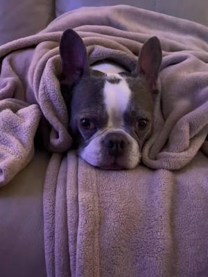 It’s so cold #trending #viral #frenchton #fyp #foryou #dogs #dogsoftiktok #animalsoftiktok #PetsOfTikTok #petsontiktok #cute