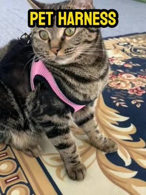 Get this Cat Harness & Leash today to let your cat explore the world! #harnesstraining #cats #catlover #cattok #pet #cat #catsoftiktok #kittensoftiktok #leashtraining #cattraining #catonaleash #walkingmycat #TikTokShop 