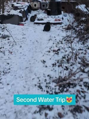 More water #snowday #tabbycatsoftiktok #tabbycats #tabbycat #PetsOfTikTok #pets #pet #catcolony #catsoftiktok #catmomma #cuteanimals #catsmoves #cuteanimals #PetsOfTikTok #petsmart #lovemycat #kittycat #kittycatsoftiktok #fyp #fypシ 