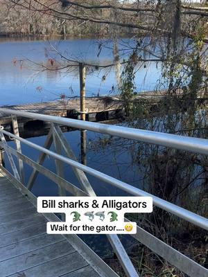 No boats #fyp #noboats #gators #floridalife #bullsharks #sharks #alligatorsoftiktok 