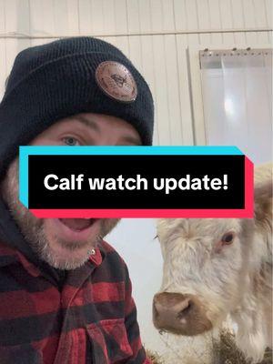 Minnie Update!  No calf yet…  #fluffyfeatherfarm #calfupdate #babycow #minicow #babyfarmanimals #fluffycow Website: https://fluffyfeatherfarm.com Merchandise: https://fluffyfeatherfarm.square.site