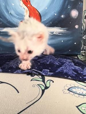 Don’t worry….i caught her :)  Ursula the White Lykoi!  www.alisonscheshires.com #l#lykoicatl#lykoicatsl#lykoil#lykoikittensl#lykoicatteryl#lykoibreederw#westcoastlykoibreederw#werewolfcatbreederc#catbreedere#ethicalbreederu#utahbreederu#utahcatteryu#utahlykoibreederw#werewolfcatbreederc#catbreedere#ethicalbreederu#utahbreederu#utahcatteryu#utahlykoibreedera#alisonscheshiresw#werewolfcatw#wolfcatw#werecatw#werewolflykoikitten 