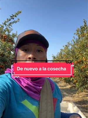 #campesino  #agriculturetiktok #emigrantes  cosecha de mandarina usa