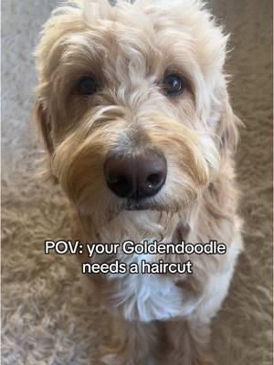 It’s a full time job 💁🏻‍♀️ #dogs #goldendoodle #goldendoodlesoftiktok 