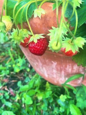 I miss gardening #gardening #stawberry #stawberry🍓 #growingstrawberries 