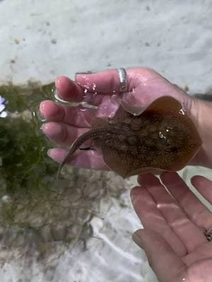 Ocean raviolis #stingray #ocean #aquarium #aquatics #ray 