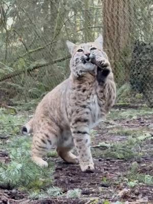 Tanner the rescued bobcat having fun with a stick! 🐾  Tanner was born in the wild around 2012, and brought to Northwest Trek from a wildlife rehabilitation center in Montana. Tanner is a playful cat most of the time and enjoys spending time with his rescued bobcat buddy, Tahoma. 📹: Keeper Haley #bobcat #wildlifepark #rescueanimals 