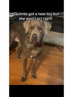 Dog Toy Time #dogtoy #interactivetoysfordogs @Potaroma Pets #potaroma #quinniechronicles #shapoppinwithshannon #foryou #dogsoftiktok #shapoppinwithquinnie #dog #furbaby #doglife #spoileddog #canecorso #gentlegiant #doglover #animalsoftiktok #bigdog #adoptdontshop #rescuedog #dogtok #dogmom #dogperson 