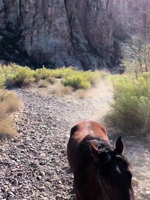 I think I can say smooch loves the water I can’t wait till it gets warmer so I can swim him 🫶🏼 #fyp #horsesoftiktok #mustangsoftiktok #arizona #saguarolake 