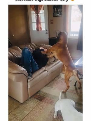 what it’s like living with a boxer dog 🤭🐾 #PetsOfTikTok #boxerdogs #puppiesoftiktok #dogsoftiktok #boxerdog #boxerdogsoftiktok #dogpuppy #funnydog #boxers #boxerpuppy #dogvideos #boxersoftiktok #creatorsearchinsights 