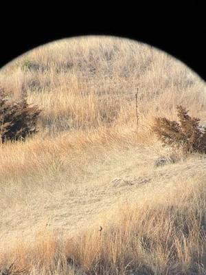 I spy… #deer #sheds #ispy #fyp 