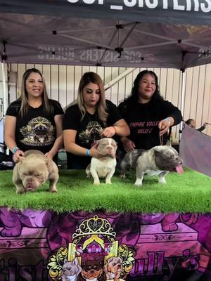 EXOTIC BULLY SHOW  #2025 #exotic #pet #americanbully #bully #show #micro #usbr #209 