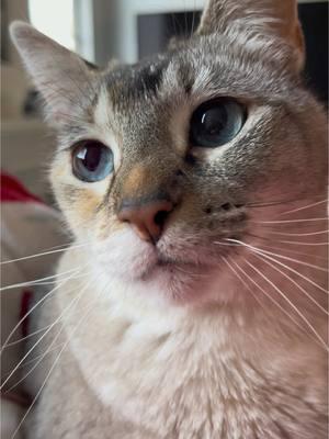 Perfect little lady #cat #cute #fluffy #goofy #bestfriend #kitty #teefies #furr #adorable #sweet #lazy #sweetnes 