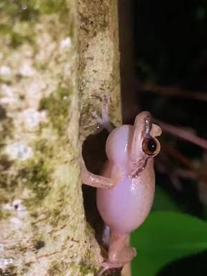 Coqui🇵🇷🐸 #coqui #puertorico🇵🇷 #fyp #parati #puertorico🇵🇷 #isladelencanto #borinquen #ruteandomiisla #puertoricocompartetuisla #paradise #tropicalvibes #islandlife #islandvibes #naturephotography  #placespuertorico #whateverpuertorico #backpackingpr #visitpuertorico #soyturistaenPR #PRvive #amazingpuertorico #turismointernopr #loves_puertorico #rutapr #mochilerospr #puertorico #discoverpuertorico #mustseepr #turisteandoenpuertorico #boricuas #wepa #puertoricanfood #turisteando #isladelen #parati un #virar #pr_100x35 #isladeencanto🇵🇷 #fypシ #foryou #foryoupage #viral #isla #borinquen #pfknr #vieques #culebra 