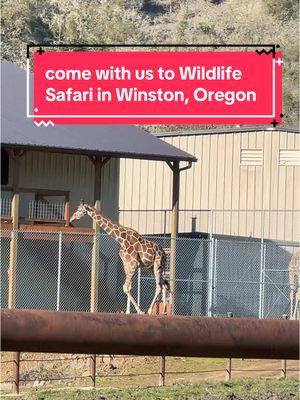 #WildlifeSafari #WinstonOregon #douglascounty 