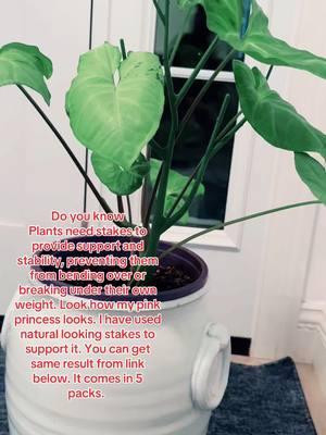 #creatorsearchinsights #koolaid #plantsupport #plant #plants #nature #plantsoftiktok #plantlover #garden #flowers #flower #plantsmakepeoplehappy #green #gardening #houseplants #photography #plantlife #indoorplants #naturephotography #urbanjungle #cactus #Love #succulents #tree #art #PlantTok #houseplant #beautiful #plantlove #plantmom #plantaddict #plantaesthetic #succulent #planttips #plantlover #plantcare #planthack #plantfyp 