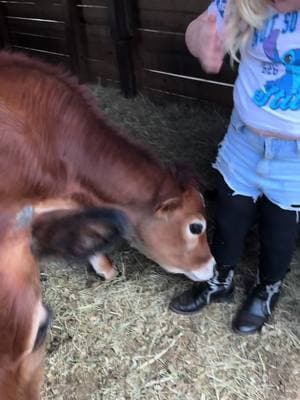 #🧿 #angelsanimalsanctuary #miniaturecows #miniature #jerseycow #calves #animalwhisperer 