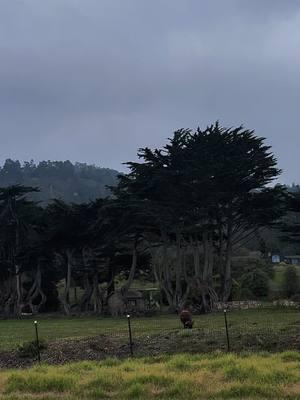 First hike of 2025🥾⛰️🌲  #pointlobos #Hiking 