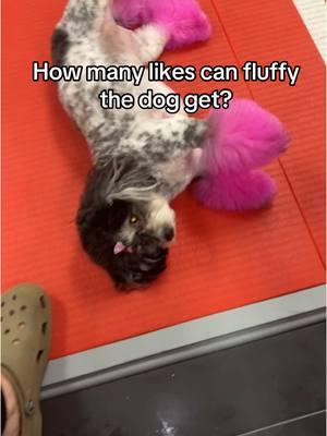 Introducing fluffy the dog. 12/10 good girl! ##dog##dogsofttiktok##cute##hopecore##jujitsu##mma##gym##wholesome