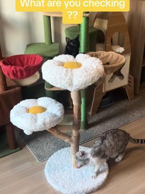 Curious kitten🐱#cats #catsoftiktok #cattree #flowercattree #woodencattree 