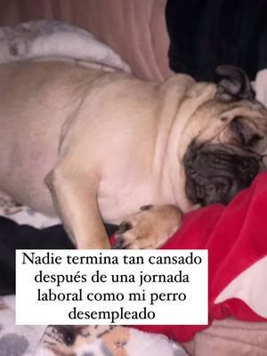 Claramente en pancho ❤️ #pug #pugsoftiktok #pugslife #pugpuppy #dogs #PetsOfTikTok #petlover #treending #trendy #trendingvideo #videos #viralvideo #viraltiktok #virale 