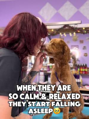 I absolutely love moments like this 🥹♥️♥️♥️ #calmdoggrooming #professionaldoggroomers #doggroomerlife #businessowner #dayinthelife #jacksonvillenc #petgrooming #luxurydoggrooming 