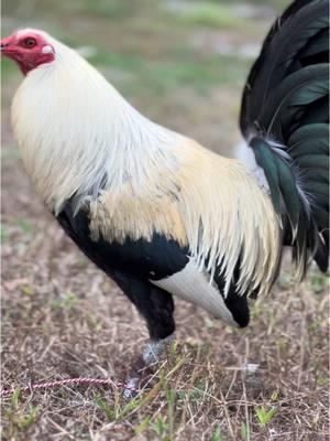 Un giraso 🎯🔥 @El Gallero JD 🫡 #csgamefowl #gallos #gallosfinos #gamefowlbreeders #gallosmexicanos🇲🇽 #trending #explore #fyp #trendy #viral #trend #gallosamericanos #gallosmexico🐓👌 #gamefowl #jefegamefowl ##2025 