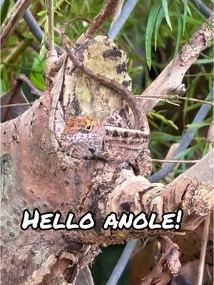 #anole #anolesoftiktok #fyp #lizard #cuteanimals #jurassic #funnyanimals #smallwonder #reptilesofinstagram #minidino #lizardlove #reptile #foryoupage #jurassicpark #naturelovers #wildflorida #natureinspired #lizardwhisperer #floridalife #natureisbeautiful #babyanimals #lizardsofinstagram #lizards #crazylizardlady 