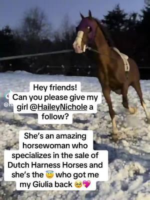 Hi my loves! Could you do me a solid and give my friend @Hailey Nichole a follow please? She is growing her TikTok account so that she can continue to place the beautiful Dutch Harness horses that she loves so much into good homes. She is the one who connected me back to my beloved mare, Giulia, and I would love to help her continue to make peoples dreams come true by connecting them with their heart horses. 🥹❤️🐴 #dutchharnesshorse #saddlebred #eventing #drivinghorse #jumpers #hunterjumper #horseforsale #horses #horsewoman 