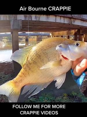 This is how you set that hook! #903fishing #903areacode #crappie #crappiefishing #crappies #crappietok #crappietips #crappiejig #fishing #fishinglife #fishingtiktoks #fishingtips #fishinggear #tylertx #fypシ #fyp #fy #fishtok #crappiefishin #fishingtiktok #texasfishing ##acccrappiestix #kayakfishing @ACC Crappie Stix @Colter Gaswint @Piscifun @THUMP GEL LLC 