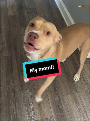 Bishop Ace doesn’t want me to talk to his mom… #A#Aceb#bishopacep#pitbullsoftiktokd#dogsoftiktokf#fypa#aceandgrandmag#grandmaandacef#foryourpaged#dogofgodp#papijayg#gforgodson