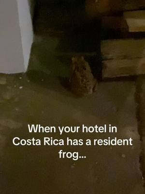 🐸 #costarica #miramar #latinamerica #northamerica #bubba #frog #toad #animals #jungle #travel #traveltok #funny #foryou 