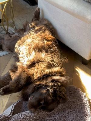 Cocoa found the one ray of sunshine ☀️ after spending a few minutes out in the 🥶 today (-10 degrees wind chill!) - she made sure to soak it all up  and enjoy the best of both worlds! 😉  #Newfoundlanddog #Newfoundland puppy #littlemissopinionated #newfoundlanddog #newfoundland by#newfie #newfies #brownnewfie #cocopuffthenewf #dogsofttiktok #puppylove #newf #dog #fyp #bigdog #browndogs #puppyoftheday #puppylife #newfoundlandsarethebestdogsever #giantbreedlovers #giantbreed #newf #cutedogs  #giantbreeds #giantbreedsofinstagram #youaremysunshine 