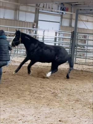 He’s changed so much in the last 3.5 years! 🤩 can’t wait to get him on the cows! #alaskathemustang #mustanghorse #horsesoftiktok #horses #fyp #horsefyp #horstok #coltstarting #mustanghorses #horse #horsetraining #equestriansoftiktok #equestrian #horselife #wildhorses #blmmustang 