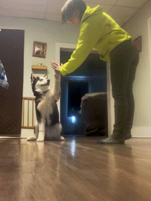 Training high-five took bout 5 mins #training #DogTraining #puppy #puppytraining #husky #huskywolf #mix #iowalife #smartboy #highfive #fyp 