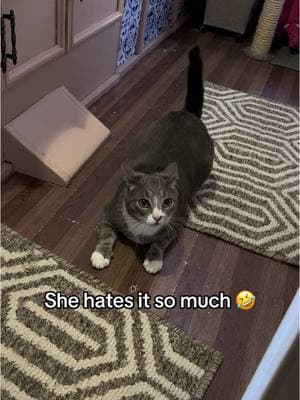 I spend a large amount of my day harassing my cats. #confession #catmom #cat #cattok #catsoftiktok #zoomies #catfluencer 