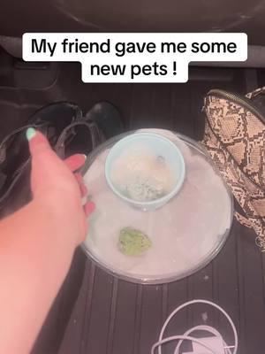 I love free frogs 🐸  #dumpytreefrogs#frog#pets#newpet#froggos 