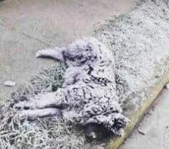 PRESTALES TU GARAGE A UN PERRITO O GATO DE LA CALLE O SI PUEDES METELO ADENTRO DE TU CASA SI TU TIENES FRIO ADENTRO DE LA CASA IMAGINATE ELLOS AFUERA 😪 #cat #gato #perros #dog #pet #mascota #djlupevip #tiktok #tremding #VIRAL #FORYOU #fyp #INSTAGRAM #USA #MEXICO #REYNOSA #monterrey #guadalajara #cancun #tijuana #LASVEGAS #miami #newyork #chicago #hollywood #california #sonora #SINALOA #mazatlan #cabosanlucas #tamaulipas #mcallentx #956  #RGV #riograndevalley 