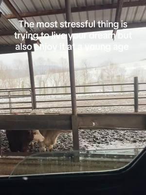 Real… #americanrancher#charolais#backgrounder#feedlot#fyp#Tn#yearlingcattle