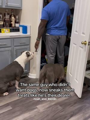 why did he hide in the pantry 😂  . . . .. #pets #dogdad #dogvideos #cutedogs #dogreel #americanbully #doglove #doglife #dogparent #videooftheday