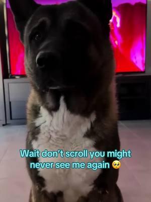 #americanakita #oreo_the_akita #dogsoftiktok #adorable #fyp #viralvideo #friends 