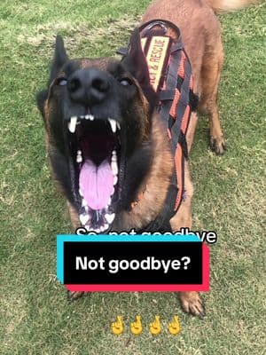 What a roller coaster of emotions! #tiktokban #savetiktok #senatorimsingaporean #belgianmalinois #searchdog #censorshipisunamerican #malinois #k9rougaroux