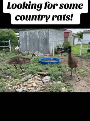 Always looking for intruders! #breakthrubullies #animals #fyp #bullies #breakthrufam #emu #funny #moments #fypage #farmlife #animallover #ranchlife #chicken #roosters #breakthrubullies 