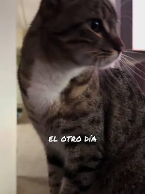 #cat #kiki #gato #pet #gatovendedor #TikTokShop #regaloperfecto #noticia #noticiastiktok #tiktokviral #fyp #tiktokcat #elmejorproducto #nicriticastengo 