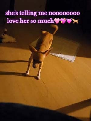 #dogsoftiktok #dogs #dog #chiuhuahuasoftiktok #chiuhuahua #tiktok2025 #tiktok #fyp she was going for her last pee of the night after laying down for a bit... when she don't want to do something she argues I wanted to video to share how cute she is when she argues love her💖🐕