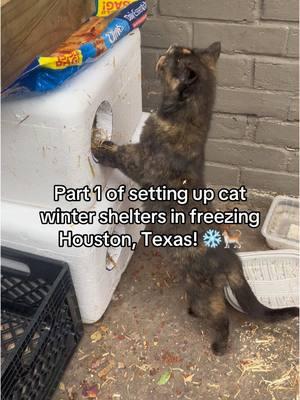 In Texas, leaving a dog outside in freezing weather without proper care can result in a fine of up to $4,000 and up to a year in jail. #houston #fypage #catrescue #nonprofit #catsoftiktok #help #cats #viralvideo #catrescue #animalsoftiktok #animalcruelty 