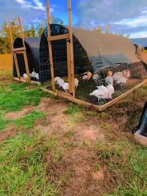 Easy DIY Chicken Tractors #chickentractor #chickens #chickensoftiktok #raisingchickens 